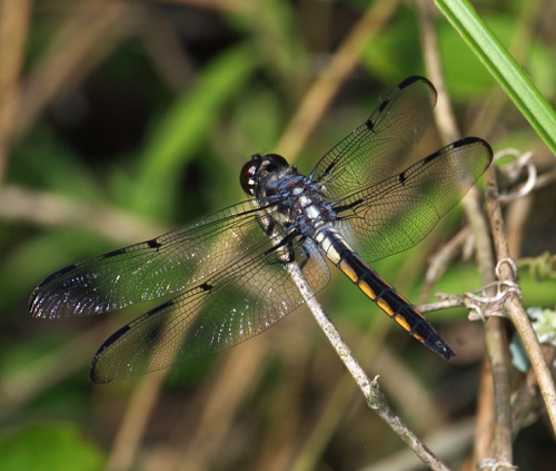 Male, immature
2008_05_08_SC